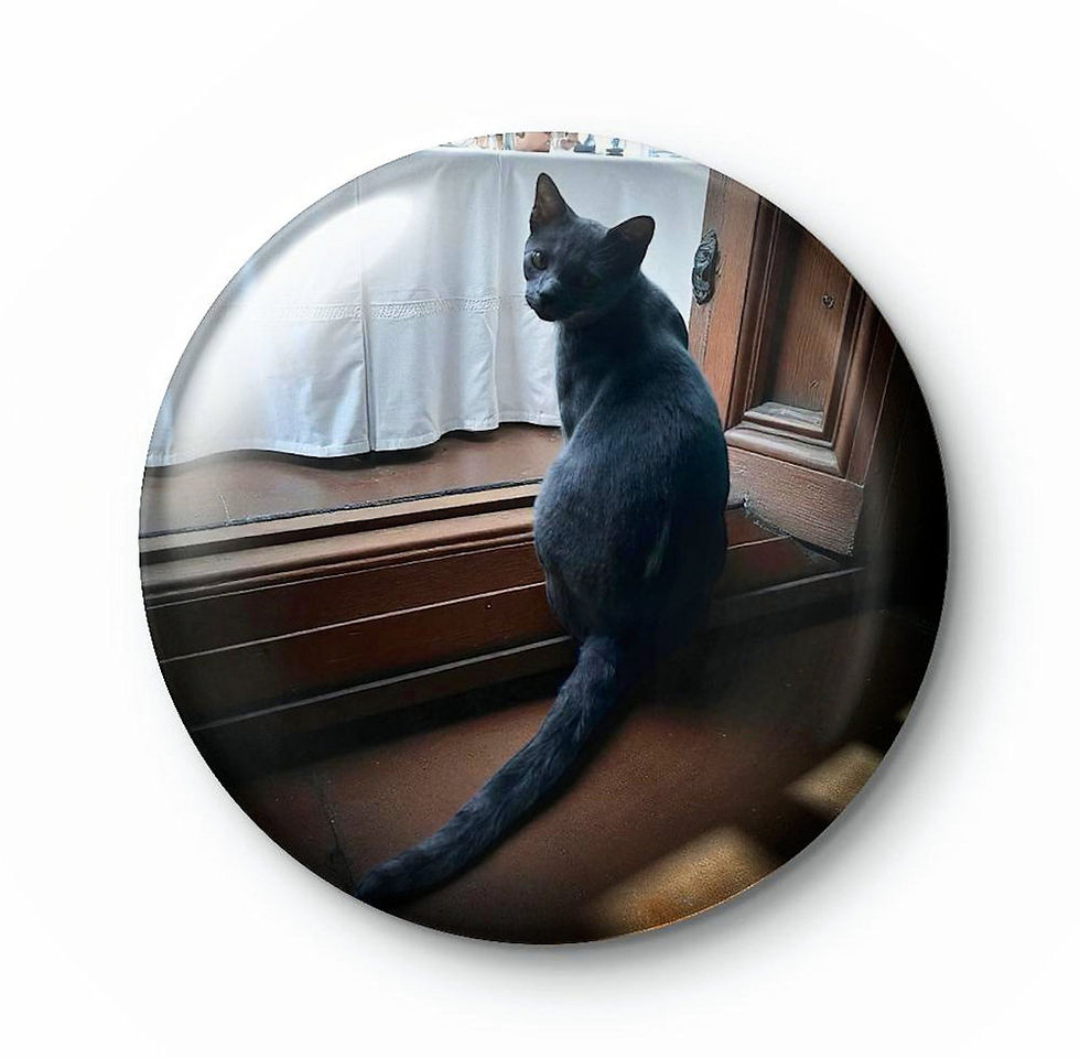 Leo sits on the windowsill, lost in thought, as he enjoys the warm daylight and a view of the gardens below.