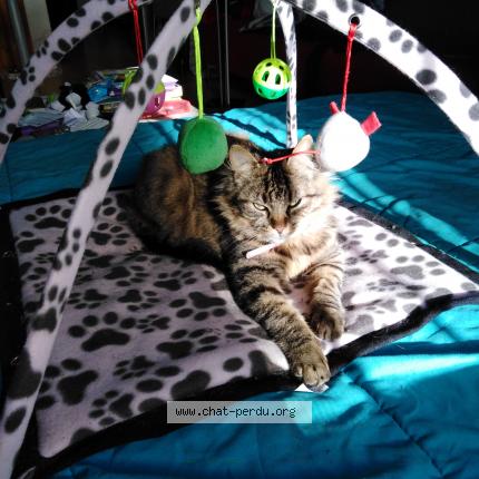 Bella Chat Europeen Bordeaux