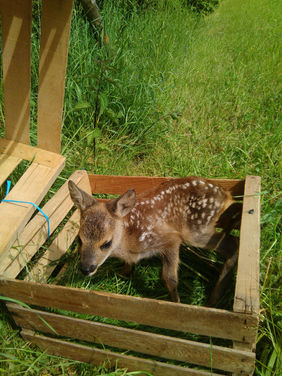 IMG-20150531-WA0005.jpeg