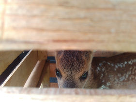 IMG-20150531-WA0003.jpeg
