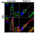 Trafficking and Blood Vessel Development