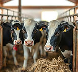 Milchkühe bei der Fütterung im Stall; Foto: "KI-generiertes Bild" (ChatGPT)
