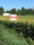 sorghum 16-2