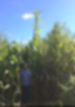 tall corn 16