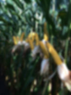 Pioneer P0339am