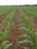 Invigor8 side by side