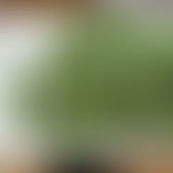 そら豆の皮むき