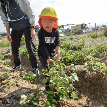 芋ほり