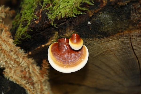 Vitalpilz Reishi (Ganoderma lucidum): Bekannt für seine immunstärkenden, entzündungshemmenden und adaptogenen Eigenschaften – ein Klassiker in der traditionellen und modernen Mykotherapie.