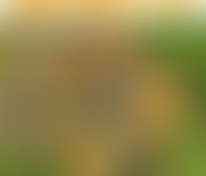 Giannutri - Al ritorno dalla campagna