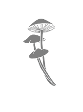 Hongos-3 (3).png