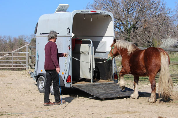 Horse & Heart – Holistic Horsemanship  – True Partners / Cheval Partenaire – Working Horses / Cheval de trait – www.Horse-and-Heart.com