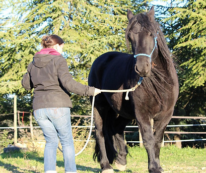 Horse & Heart – Holistic Horsemanship – www.Horse-and-Heart.com