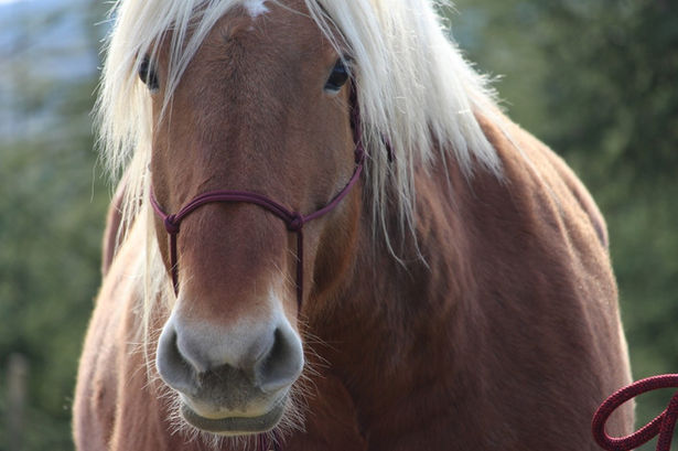 Horse & Heart – Holistic Horsemanship  – True Partners / Cheval Partenaire – Working Horses / Cheval de trait – www.Horse-and-Heart.com