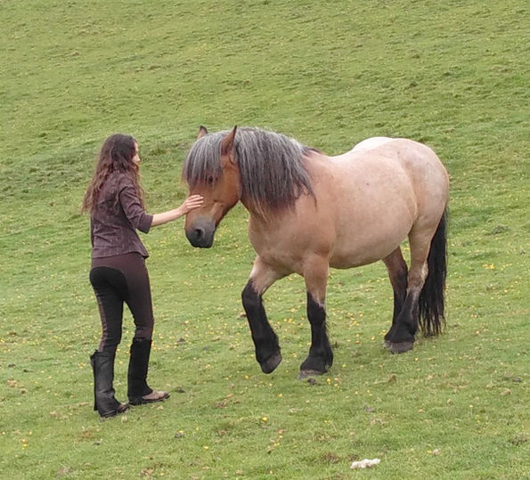 Horse & Heart
Holistic Training Livery
www.Horse-and-Heart.com