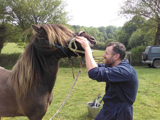 Horse & Heart – Holistic Horsemanship – www.Horse-and-Heart.com