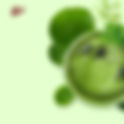 Pennywort: The Super Green You Need in Your Life!