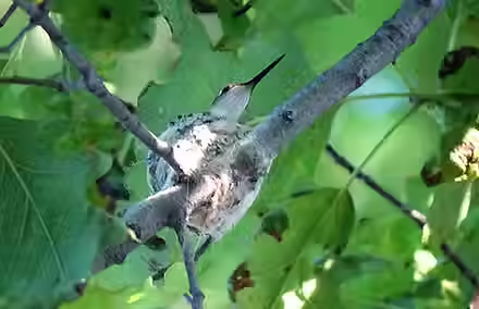 humminbirdnest.avif