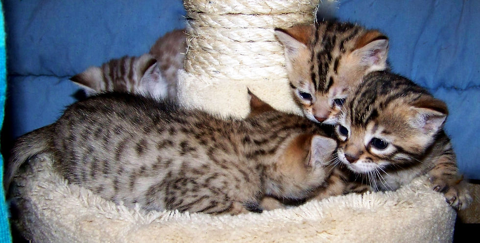 Bengal Kittens and Cats Photo Gifts