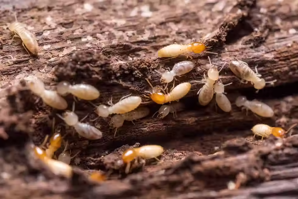 Termites.avif