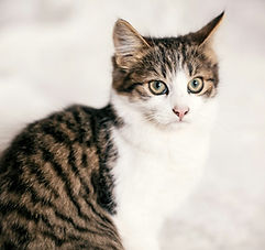 cute-scared-tabby-kitten-with-sweet-looking-eyes-walking-in-city-street.jpg