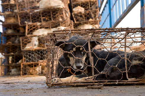 yulin-dog-meat-festival.jpg