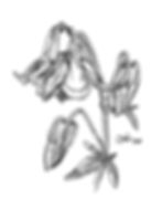 Columbine