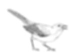 Mockingbird