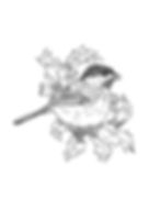 Black-capped Chickadee