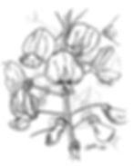 Wisteria