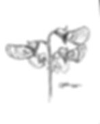 Botanical