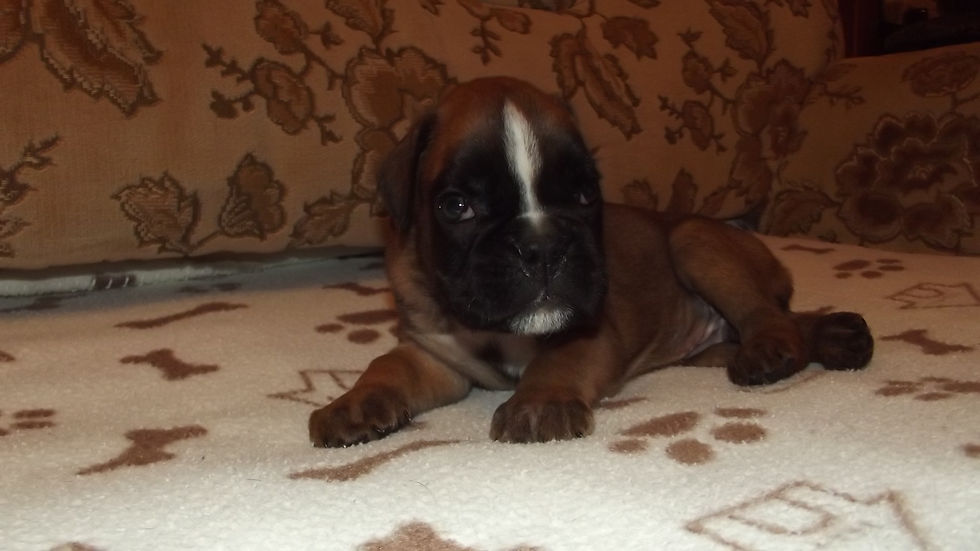BRUCE