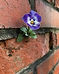 photo cindy wix_edited.jpg