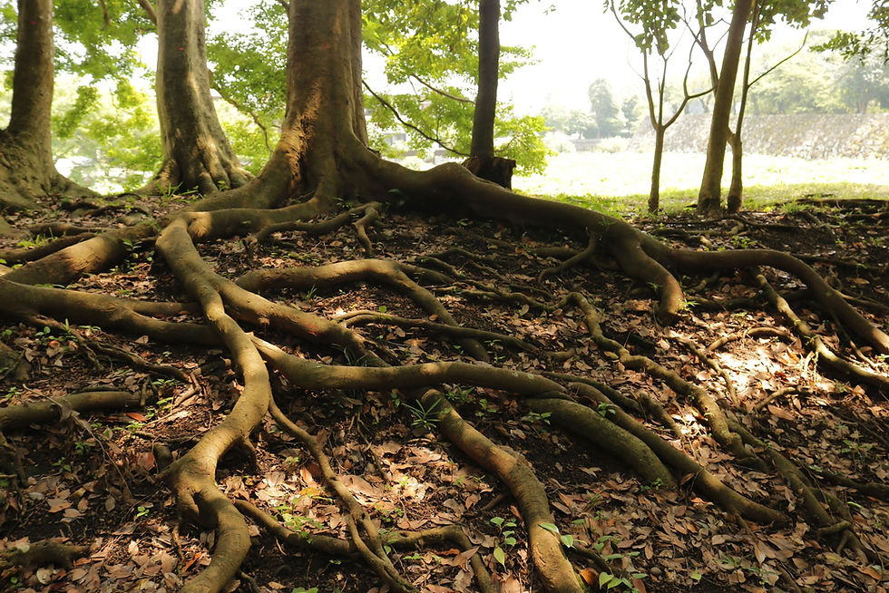 Shapeshifter tree with strong roots symbolizing holistic well-being, resilience, and growth through job coaching and personalized career coaching online.