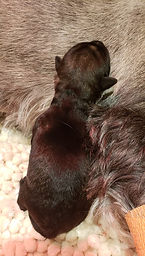 newborn.JPG