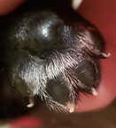 paw.JPG