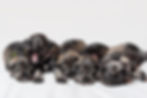 Five sleeping newborn miniature schnauzer puppies on a white background. Little 12 days ol