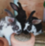 New Born Series
