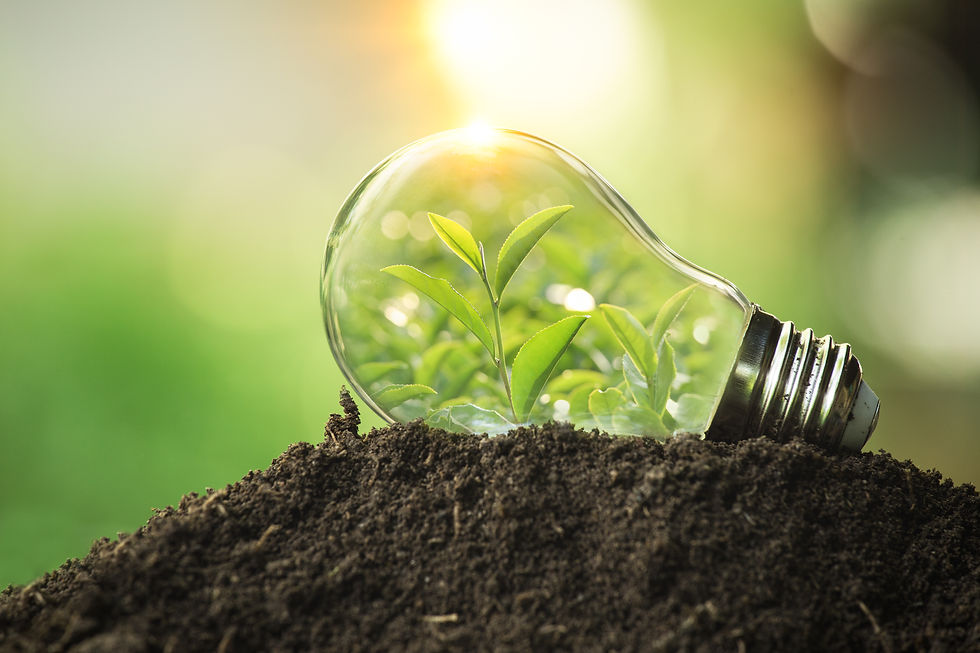 The tree growing on the soil in a light bulb. Creative ideas of earth day or save energy a
