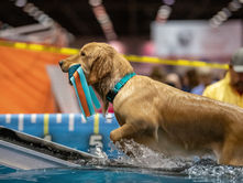 Dock Diving at the Pirate Cluster: Oct 8-11, 2026 Calling all dogs- come join us at the St Lucie Fairgrounds and get your jump on!!!!