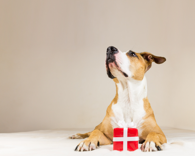 A dog with a Christmas present