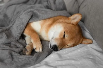 A dog sleeping in bed