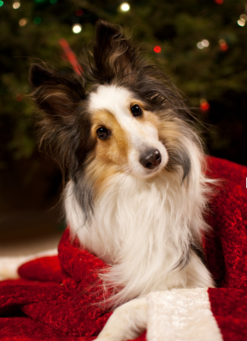 A dog in a Christmas blanket by a Christmas tree