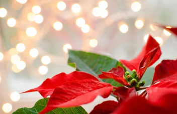 A poisonous Poinsettia plant
