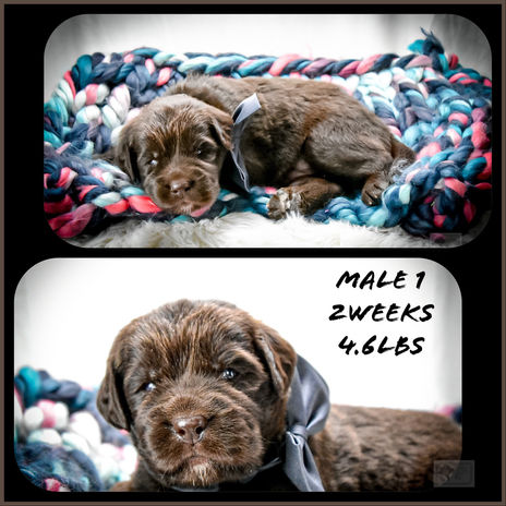 Newfoundland Pups Turn 2 Weeks Old