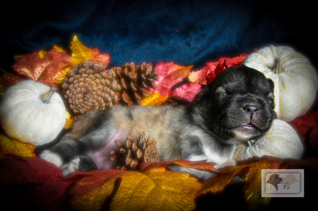 Pyrenees Turn 1 Week Old
