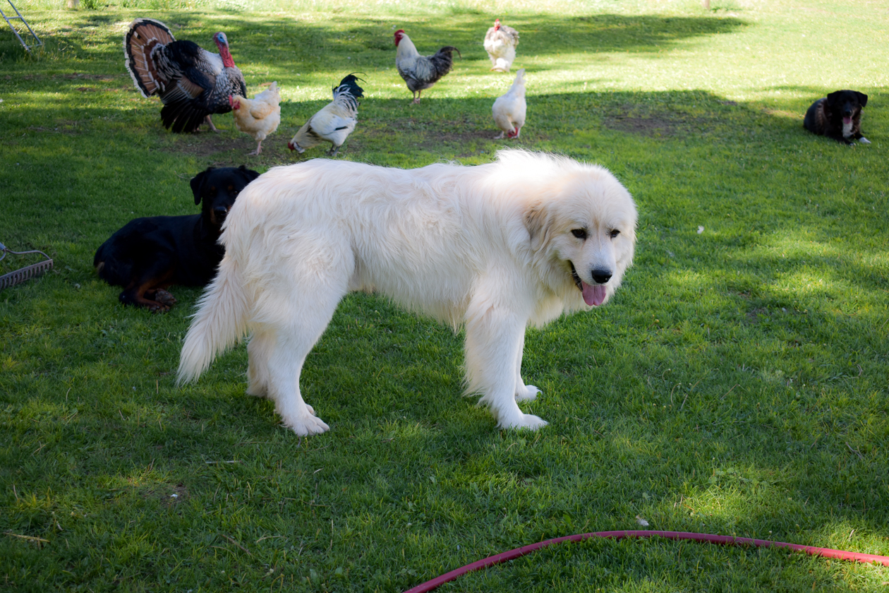 Great Pyrenees Breeding Pairs in Wyoming Hergert Family Farm