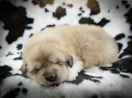 Great Pyrenees Turn 3 Weeks Old
