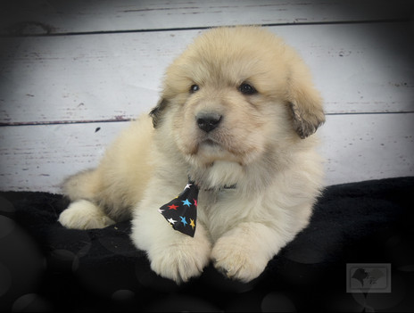 Great Pyrenees Puppies Turn 5 Weeks Old
