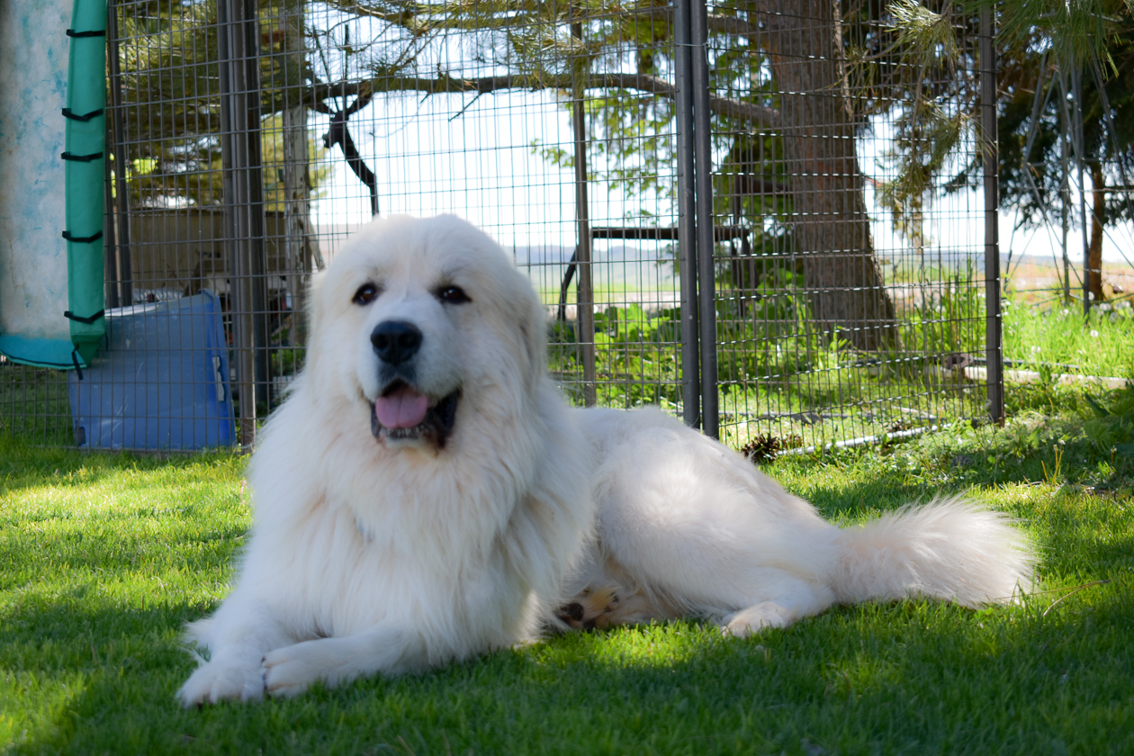 Great Pyrenees Breeding Pairs in Wyoming Hergert Family Farm